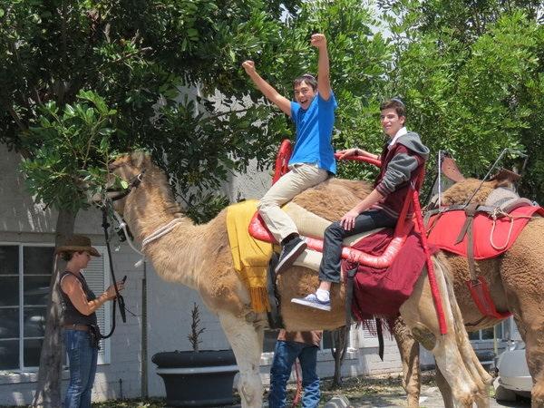 GIDDY-UP: Sophomore Daniel Shoham and junior Shlomo Bijou rode camels on Yom Haatzmaut. 