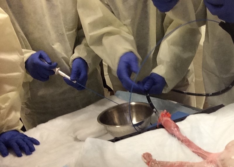 Bio class travels to UCSD to perform endoscopies on pigs