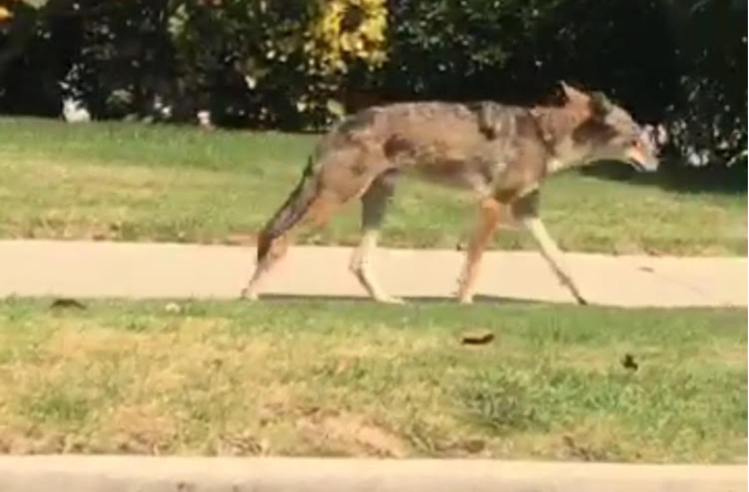 HABITAT: A coyote, easily identified by its blacktipped
tail, trotted along Bagley Avenue in July. 