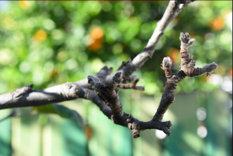 BEGINNING: Buds began to swell on an apple tree in Pico-Robertson today -- Jan. 21, which in the Hebrew calendar was Tu B'shvat.