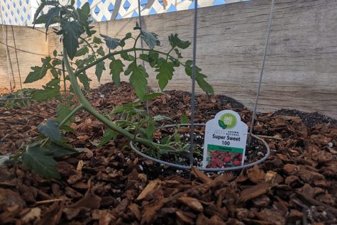 ARRIVAL: Newly planted in last year’s wooden planters by the turf fence, an heirloom cherry tomato plant celebrates the holiday of the trees. “I will be starting up the garden on the third floor this Monday, on Tu B’Shvat,” Jacob posted on Schoology Friday morning.